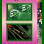 Japan Books: Insects Level 3