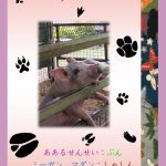 Japan Books: Animals Level 2