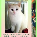 Japan Books: The Rescued Cat, Chii-Chan Level 9