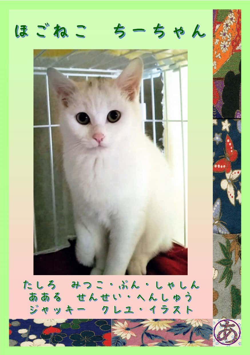 9781925808087 Japan Books: The Rescued Cat, Chii-Chan Level 9 - Image 1